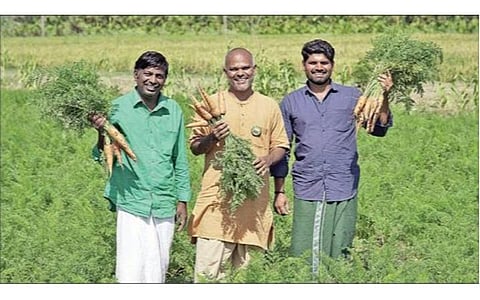 கோவை செம்மேடு ஈஷா மாதிரி பண்ணையில் அறுவடை செய்யப்பட்ட கேரட்டுடன், ஈஷாவின் மண் காப்போம் இயக்கத்தினர்.