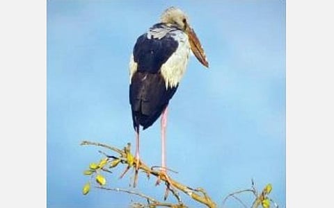அஞ்செட்டி அருகே பனை ஏரியில் பறவைகள் கணக் கெடுப்பின்போது கண்டறியப் பட்ட அகலவாயன் பறவை.