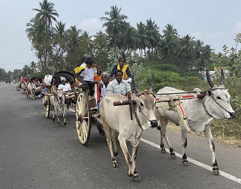 பழநி தைப்பூசத் திருவிழா: பாரம்பரிய முறைப்படி மாட்டு வண்டியில் வந்த பக்தர்கள்