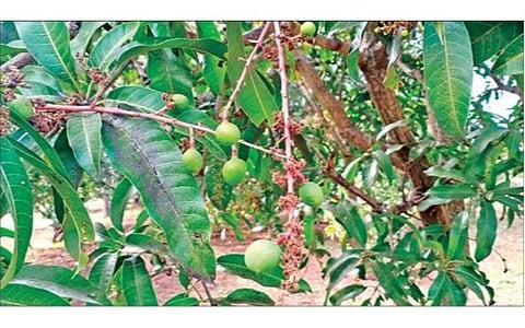 கிருஷ்ணகிரி அருகே சந்தூர் கிராமத்தில் உள்ள தோட்டத்தில் பனியின் தாக்கம் அதிகரிப்பு காரணமாக மா மரங்களில் பூ மற்றும் பிஞ்சுகள் உதிர்ந்ததால், கொத்துக்களில் குறைந்த எண்ணிக்கையில் காய்கள் பிடித்துள்ளன.