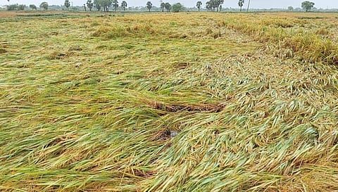 சேதம் அடைந்த பயிர்கள்