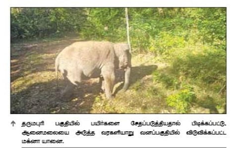 தருமபுரி மாவட்டத்தில் பிடிபட்ட மக்னா யானை வரகளியாறு வனத்தில் விடுவிப்பு