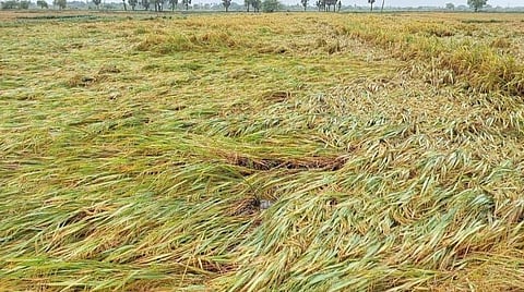 பருவம் தவறிய மழையால் பாதிக்கப்பட்ட டெல்டா பகுதிகளில் மத்திய குழு இன்று ஆய்வு