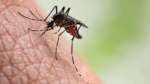 விதிகளை முறையாக பின்பற்றாமல் மாநகராட்சி அலட்சியம்: கொசு தொல்லை அதிகரிப்பால் சென்னை மக்கள் கடும் அவதி