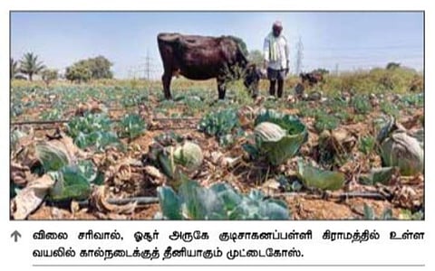 ஓசூரில் மகசூல் அதிகரிப்பால் விலை சரிவு: கால்நடைகளுக்கு தீனியாகும் முட்டைகோஸ்