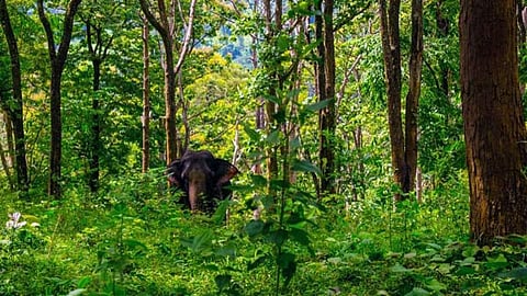 பொள்ளாச்சி வனக் கோட்டத்தில் விலங்குகளின் தாகம் தீர்க்க வனத் துறையினர் நடவடிக்கை