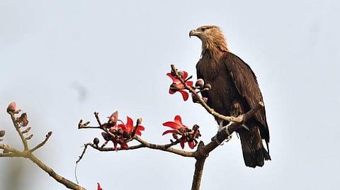 தமிழ்நாடு - கேரளா - கர்நாடகா மாநிலங்களில் ஒருங்கிணைந்த கழுகுகள் கணக்கெடுப்பு பணி தொடக்கம்