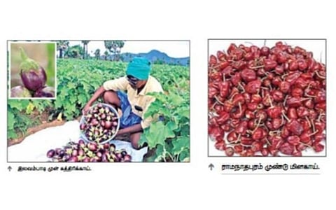 வேலூர் இலவம்பாடி முள் கத்திரி, ராமநாதபுரம் முண்டு மிளகாய்க்கு புவிசார் குறியீடு - ஏற்றுமதி, அதிக வருவாய்க்கு வாய்ப்பு