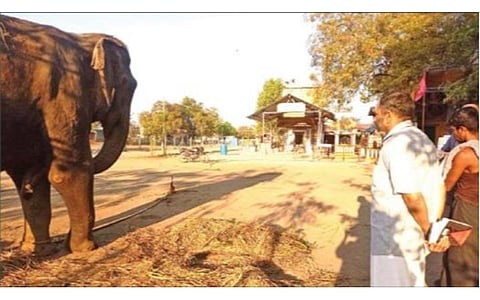 விருதுநகரில் சிகிச்சை பெற்று வரும் யானையை பார்வையிட்ட உயர் நீதிமன்ற நீதிபதி