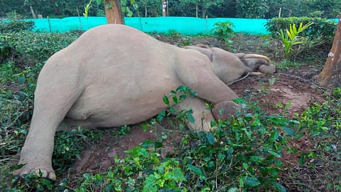 பெத்திக்குட்டையில் மஞ்சள் காமாலையால் யானை உயிரிழப்பு