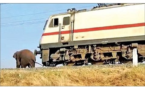 கோவை மதுக்கரை அருகே தண்டவாளத்தை கடக்க முயன்றபோது ரயிலில் அடிபடுவதில் இருந்து நூலிழையில் தப்பிய மக்னா யானை.
