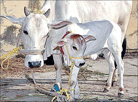 பாதுகாக்கப்பட்ட தேசிய விலங்காக பசுவை அறிவிக்க வேண்டும் - மத்திய அரசுக்கு அலகாபாத் உயர் நீதிமன்றம் யோசனை