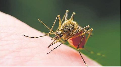 சென்னையில் கொசு ஒழிப்பு: சில முன்மாதிரி நடவடிக்கைகள்