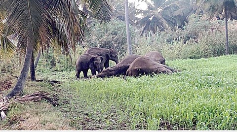 மாரண்டஅள்ளி அருகே விளைநிலத்தில் சட்டவிரோதமாக அமைக்கப்பட்ட மின்வேலியில் சிக்கி உயிரிழந்த 3 யானைகள். அருகில், தவிப்புடன் நின்று கொண்டிருந்த 2 குட்டி யானைகள்.