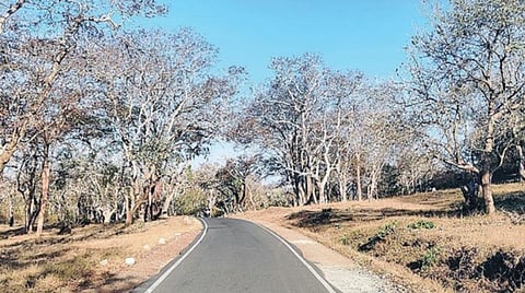நீலகிரியில் அந்நிய தாவரங்களை அகற்றும் பணி தீவிரம்: முதுமலை புலிகள் காப்பக கள இயக்குநர் தகவல்