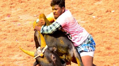 மதுரை அருகே சக்குடியில் இன்று நடந்த ஜல்லிக்கட்டு போட்டியில் சீறிப்பாய்ந்த காளைகளை அடக்கிய மாடுபிடி வீரர்கள். படங்கள்: நா.தங்கரத்தினம்
