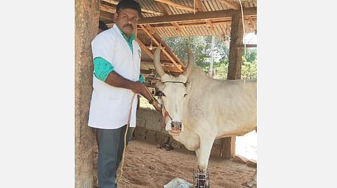 மனிதர்களைபோல் ‘ரேக்ளா ரேஸ்’ காளைக்கு எலும்பு முறிவு சிகிச்சை - வீட்டிற்கே சென்று மருத்துவம் பார்த்த அரசு மருத்துவர்