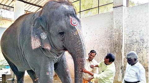 தூத்துக்குடி | தோல் நோயால் பாதிக்கப்பட்டுள்ள திருச்செந்தூர் கோயில் யானைக்கு சிகிச்சை: பக்தர்கள் நேரடியாக உணவு வழங்க தடை