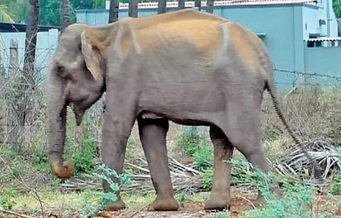 காரமடையை அடுத்த வெள்ளியங்காடு அருகே வாயில் காயத்துடன் உணவு ஏதும் உட்கொள்ள முடியாமல் உடல் மெலிந்து சுற்றிவரும் யானை.