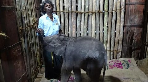 தருமபுரியிலிருந்து கொண்டுவரப்பட்டு முதுமலையிலுள்ள மரக்கூண்டில் வைத்து பராமரிக்கப்பட்டு வரும் குட்டி யானை , பாகன் பொம்மனுடன் விளையாடுகிறது.