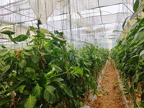 மேற்கூரைகள் சேதமடைந்து உள்ள பசுமைக்குடில்