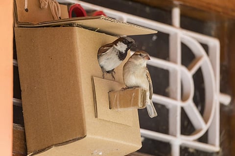 World Sparrow Day | சிட்டுக் குருவிகளைக் காக்க 100 கிராமங்களுக்கு கூடு கட்டும் பெட்டிகளை வழங்குகிறது எஸ்எஸ்டி