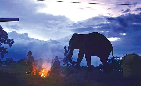 எலிஃபன்ட் விஸ்பரர்ஸ்: நிழலும் நிஜமும்
