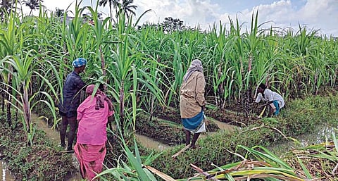 மதுரை மேலூர் பகுதியில் விளைவிக்கப்படும் செங்கரும்பு.