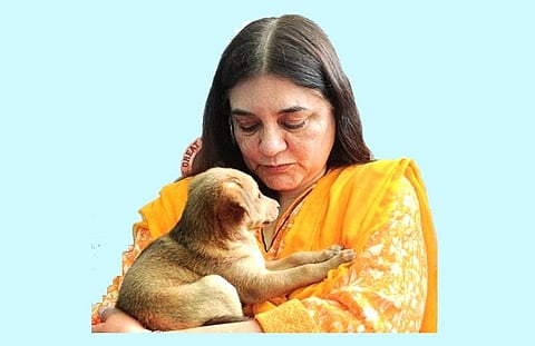 மேனகா சஞ்சய் காந்தி