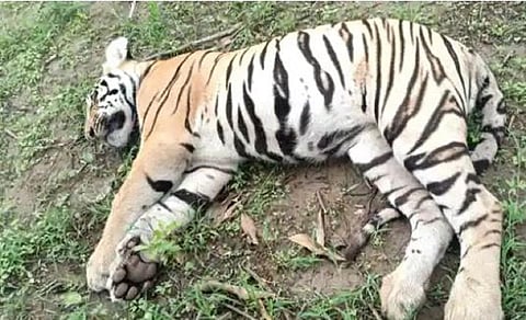 உதகையை அடுத்த பைக்காரா அணையின் கரையோரத்தில் இறந்து கிடந்த பெண் புலி