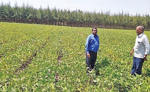 உளுந்து வயலை வேளாண் இணை இயக்குநர் கணேசன் தலைமையில் ஆய்வு செய்யும் அதிகாரிகள்.