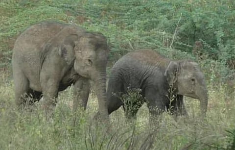 மின்வேலியில் சிக்கி தாய் உயிரிழந்த நிலையில் வனப்பகுதியில் நலமுடன் சுற்றும் குட்டி யானைகள்