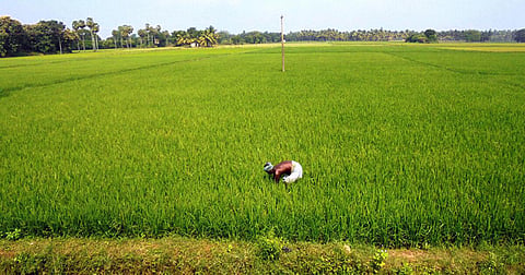 காவிரி டெல்டா பகுதி | கோப்புப் படம்