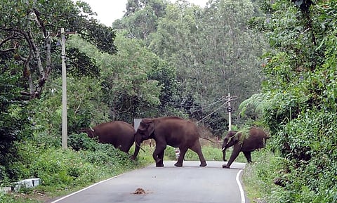 கொடைக்கானல் பேரிஜம் ஏரி பகுதியில் யானைகள் நடமாட்டம்
