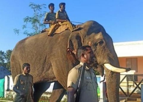 தாளவாடியில் ‘கருப்பனை’ பிடிக்க வந்த கும்கி யானைகளை திருப்பி அனுப்பியதால் விவசாயிகள் ஏமாற்றம்