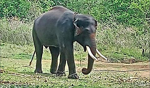 கருப்பன் யானையைப் பிடிக்க தாளவாடிக்கு கொண்டு வரப்பட்ட கும்கி யானை சின்னத்தம்பி.