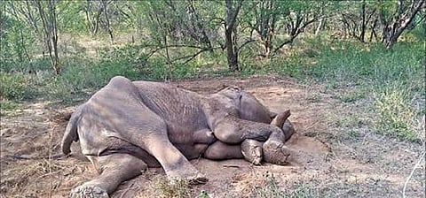 பாலக்கோடு வனச்சரகம் கேசர்குளி காப்புக்காடு பகுதியில் உடல்நலம் பாதிக்கப்பட்டு உயிரிழந்த, கருவுற்ற நிலையில் இருந்த யானை.
