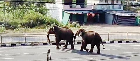 காவேரிப்பட்டணம் அருகே கிருஷ்ணகிரி-தருமபுரி தேசிய நெடுஞ் சாலையில் நேற்று சுற்றிய இரு யானைகள்.
