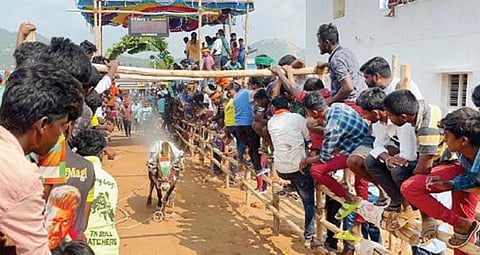 வேப்பனப்பள்ளி அருகே நல்லூர் கிராமத்தில் நடந்த எருது விடும் விழாவில், தடுப்புகளுக்கு இடையில் இலக்கை நோக்கி ஓடிய காளை.