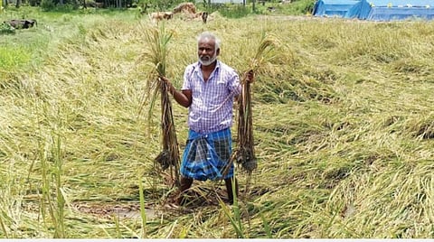 போச்சம்பள்ளி அருகே என்.தட்டக்கல் கிராமத்தில் தொடர் மழையால் பாதிக்கப்பட்ட நெற்கதிர்களை வேதனையுடன் பார்வையிட்ட விவசாயி.