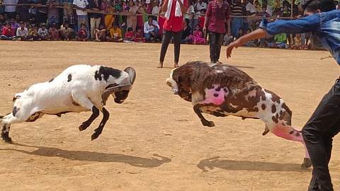 திட்டுக்கோட்டை -உறுதிகோட்டை கிராமத்தில் நடைபெற்ற கிடா முட்டு சண்டை.