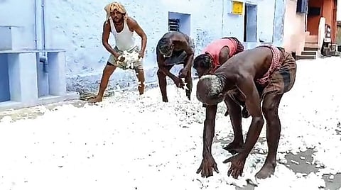 விளைச்சலும் இல்லை, விலையும் இல்லை: பருத்தி பயிரிட்ட விவசாயிகள் பாதிப்பு