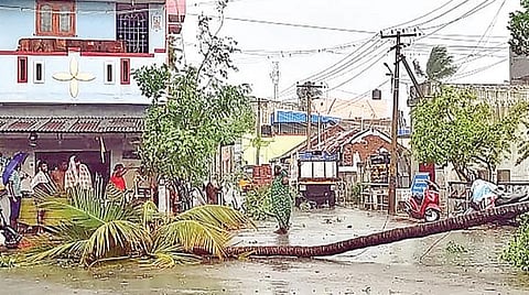 வேலூர் சத்துவாச்சாரியில் நேற்று சூறைக்காற்றுடன் பெய்த மழையில் பிராமணர் தெருவில் தென்னைமரம் சாலையில் விழுந்தது.
