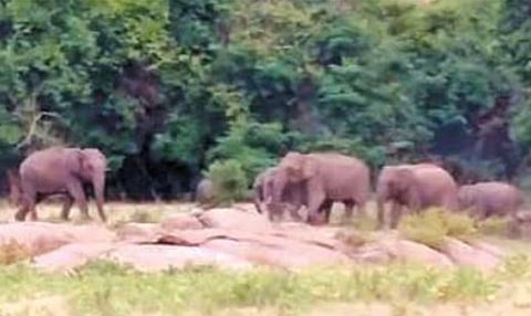 ஆழியாறு அணைப் பகுதியில் யானைகள் நடமாட்டம்: வாகன ஓட்டிகளுக்கு எச்சரிக்கை