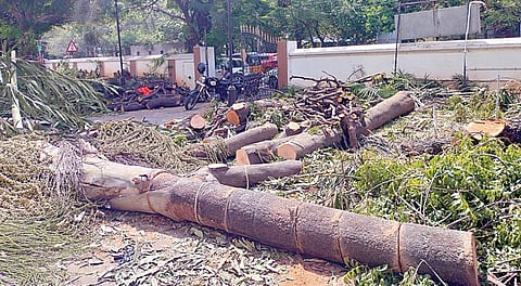 எழும்பூர் ரயில் நிலைய மறுசீரமைப்பு பணிக்காக, பூந்தமல்லி சாலையை
ஒட்டிய ரயில்வே வளாக பகுதியில் வெட்டப்பட்ட மா, வேப்ப, சவுரி மரங்கள்.