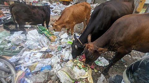 மதுரை நேதாஜி சாலையில் தேங்கிய குப்பைகளை மாநகராட்சி ஊழியர்கள் அகற்றாததால் உணவுகளோடு பிளாஸ்டிக் பொருட்களை உண்ணும் மாடுகள். | படம்: எஸ்.கிருஷ்ணமூர்த்தி