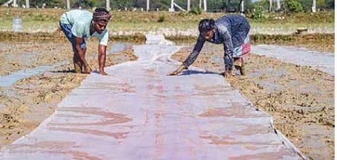 ஒற்றை நடவு... ஓகோன்னு மகசூல்... - டெல்டாவில் வரவேற்பு பெற்ற பாய் நாற்றங்கால் முறை