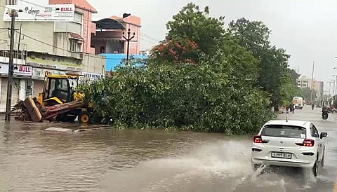 குஜராத்தின் ஜாம் நகரில் சாலையில் முறிந்து விழுந்து கிடக்கும் மரம்