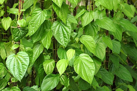 கோப்புப் படம்