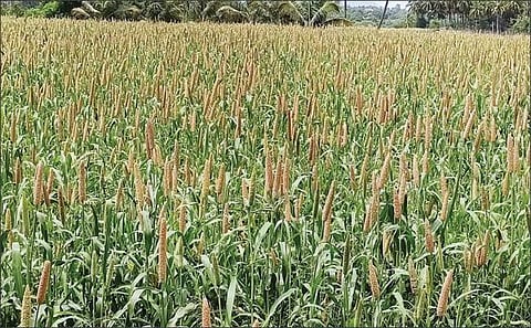 சூளகிரி பகுதியில் உள்ள வயலில் அறுவடைக்குத் தயாராக உள்ள கம்பு பயிர்.